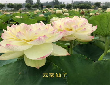 微信图片_202507111732152.jpg